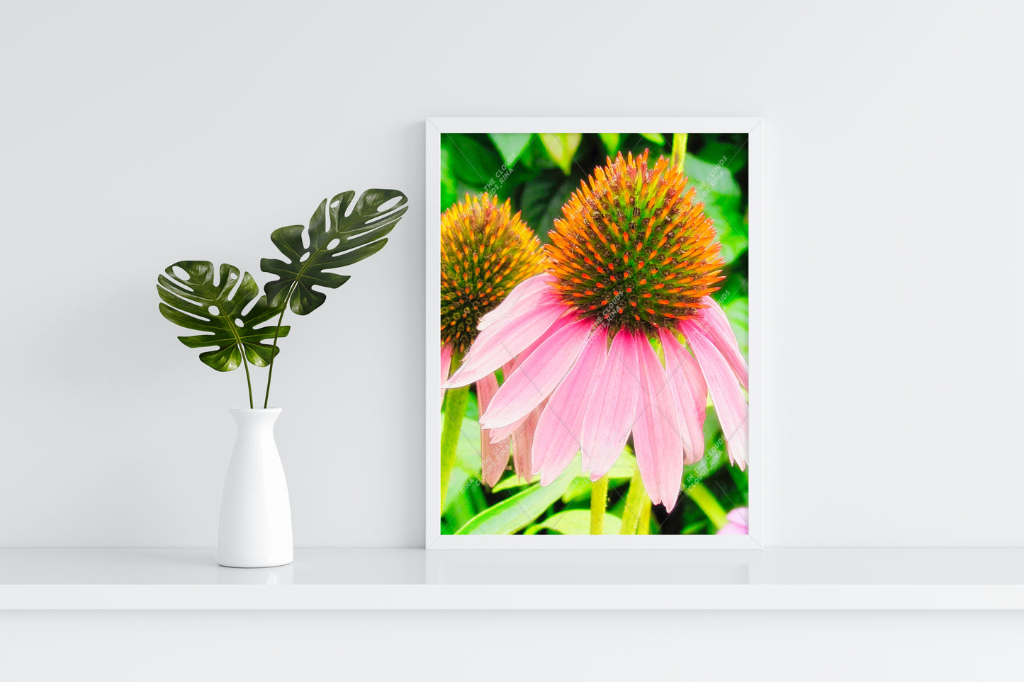 Echinacea